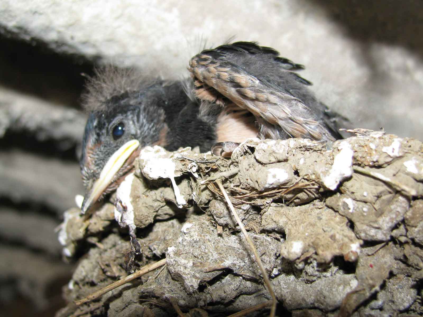 A fed up swallow chick